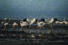 Cranes on Poy Ang Lake